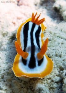 Chromodoris quadricolor. Sharm el sheikh. Canon G10. by Bea & Stef Primatesta 
